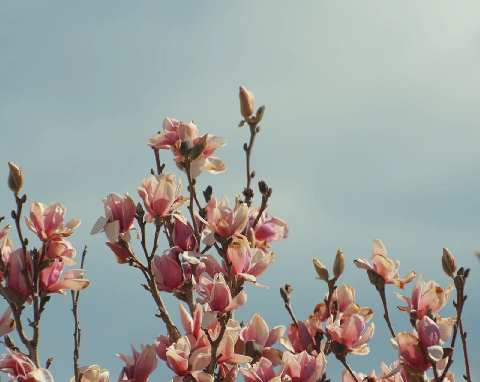 Cherry blossoms against a pale sky
