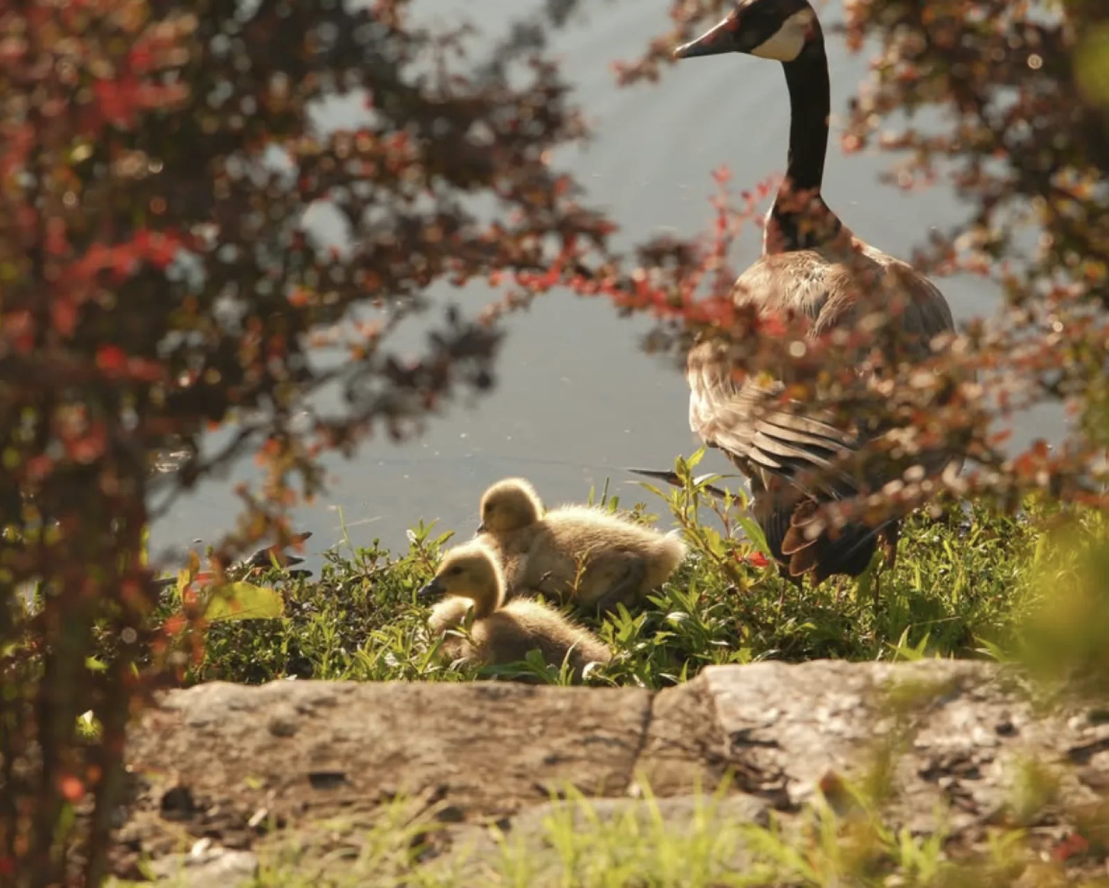 Birds on a rocky outcrop